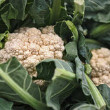 Blumenkohl