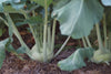 Bio Kohlrabi, weiß