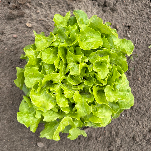 Bio Eichblattsalat