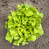 Bio Eichblattsalat