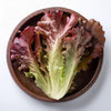 Eichblattsalat rot