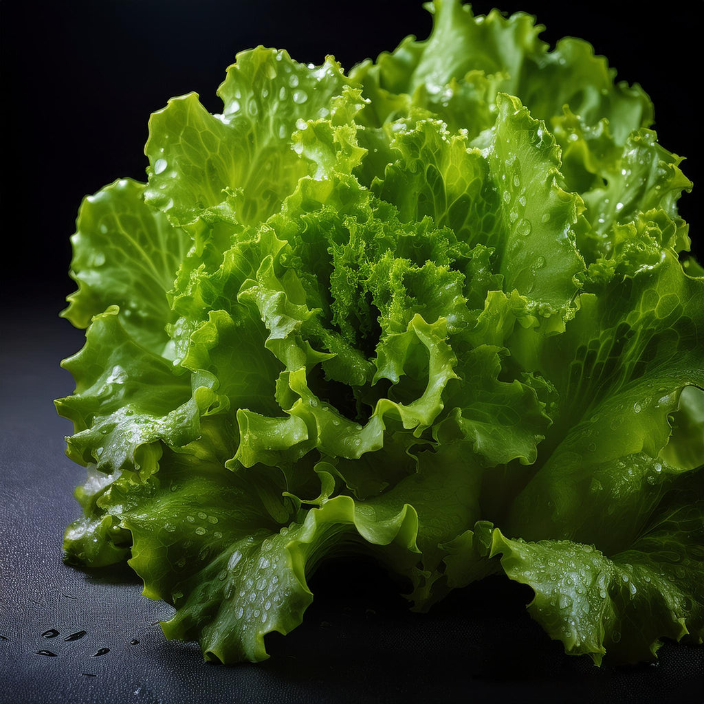 Eichblattsalat grün