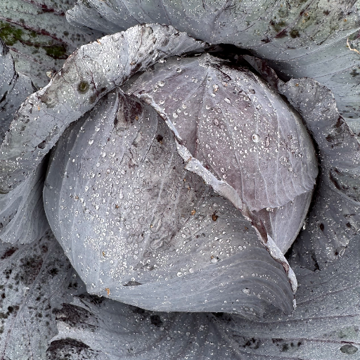 Bio Rotkohl