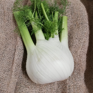 Fenchel