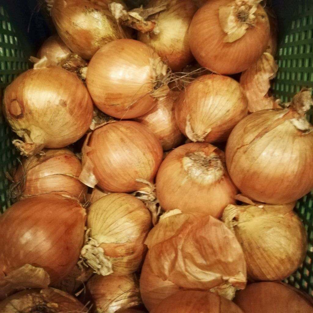 normale gelbe Zwiebeln