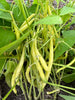 Bio Buschbohnen, gelb