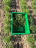 Bio Dill