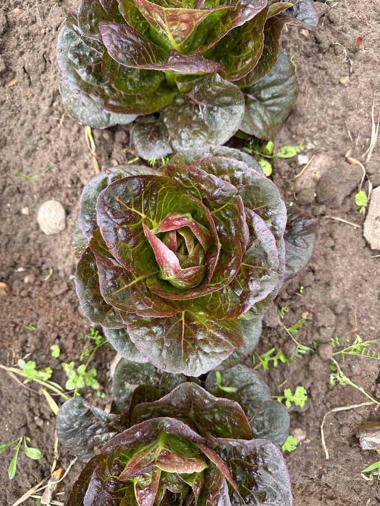 Bio Romanasalat, rot