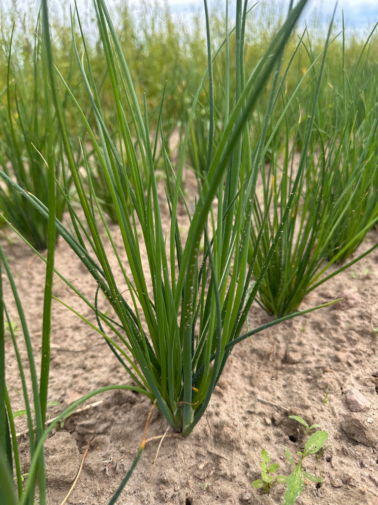 Bio Schnittlauch