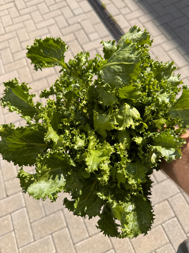 Bio Endiviensalat Frisée