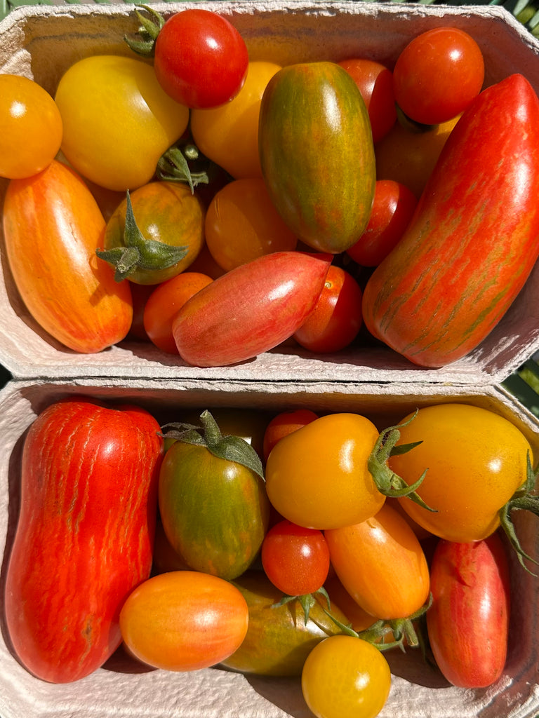 Bio Tomaten-Mix