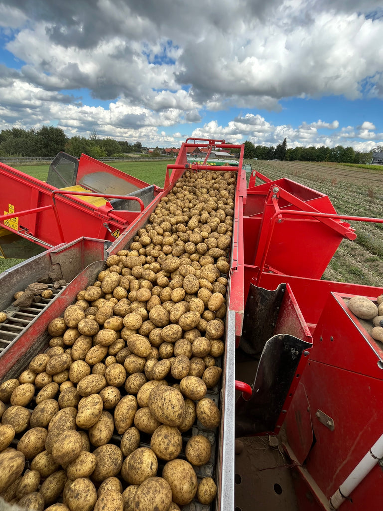 Bio-Speisekartoffeln vfk. - 12,5kg Gebinde