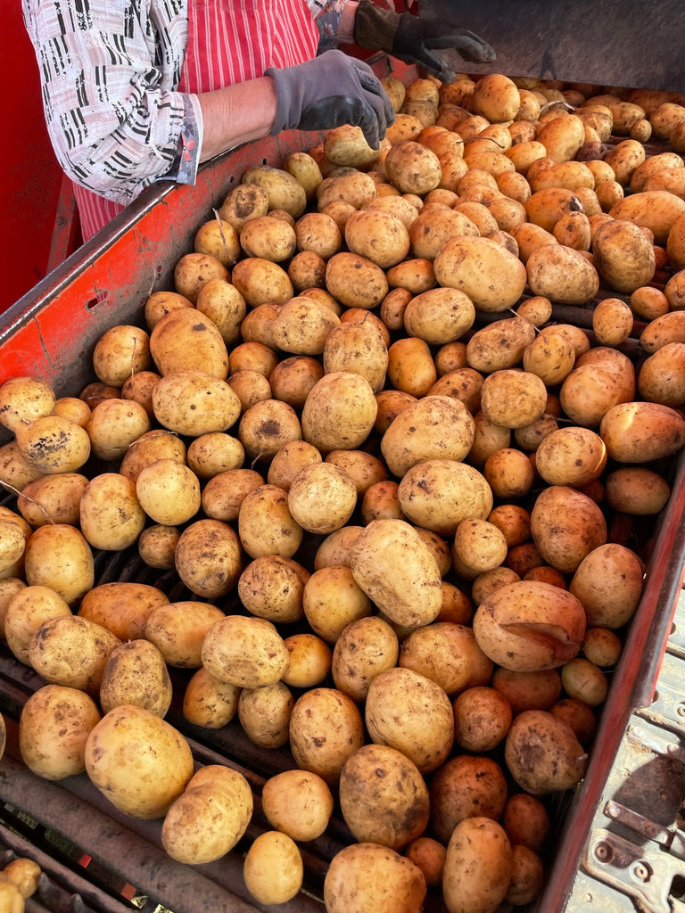 Bio Kartoffeln Festkochend 1 kg