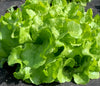 Bio Eichblattsalat