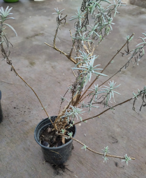 Pflanze Lavendel spätblühend Topf 1 Stück