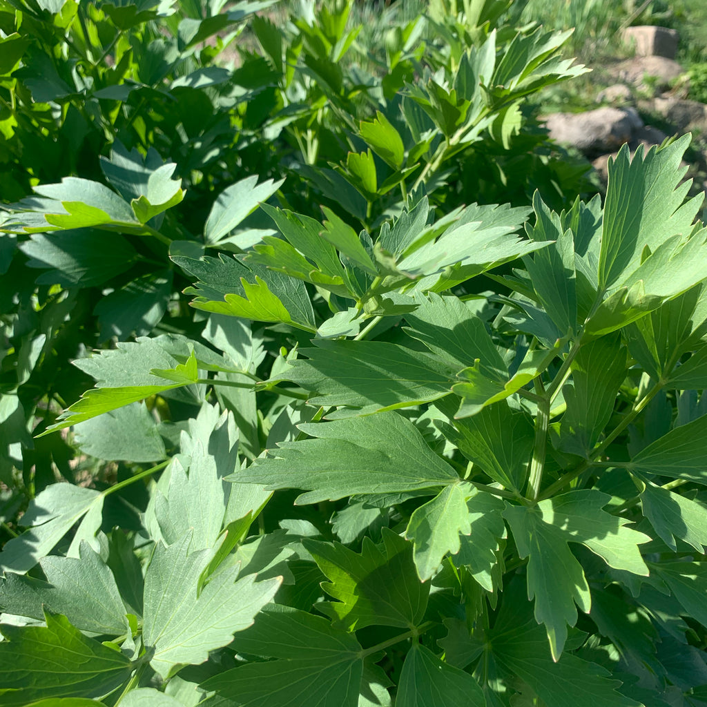 Liebstöckl Frisch aus dem Garten Meden Mang Gessin