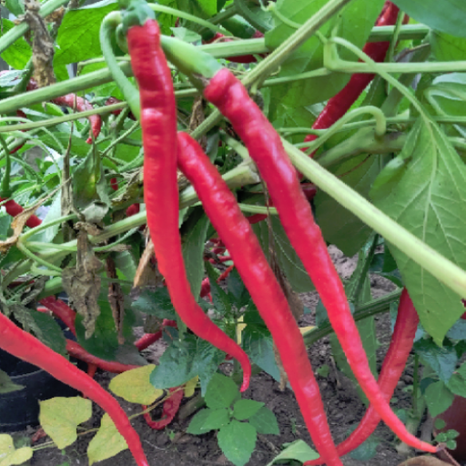 Peperoni Joes Long aus dem Garten, scharf 150g