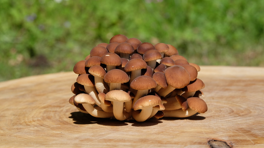 Bio-Samthaube