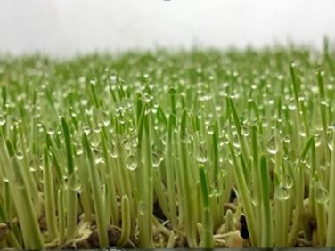 Weizengras 100g, Vorbestellzeit 1 Woche