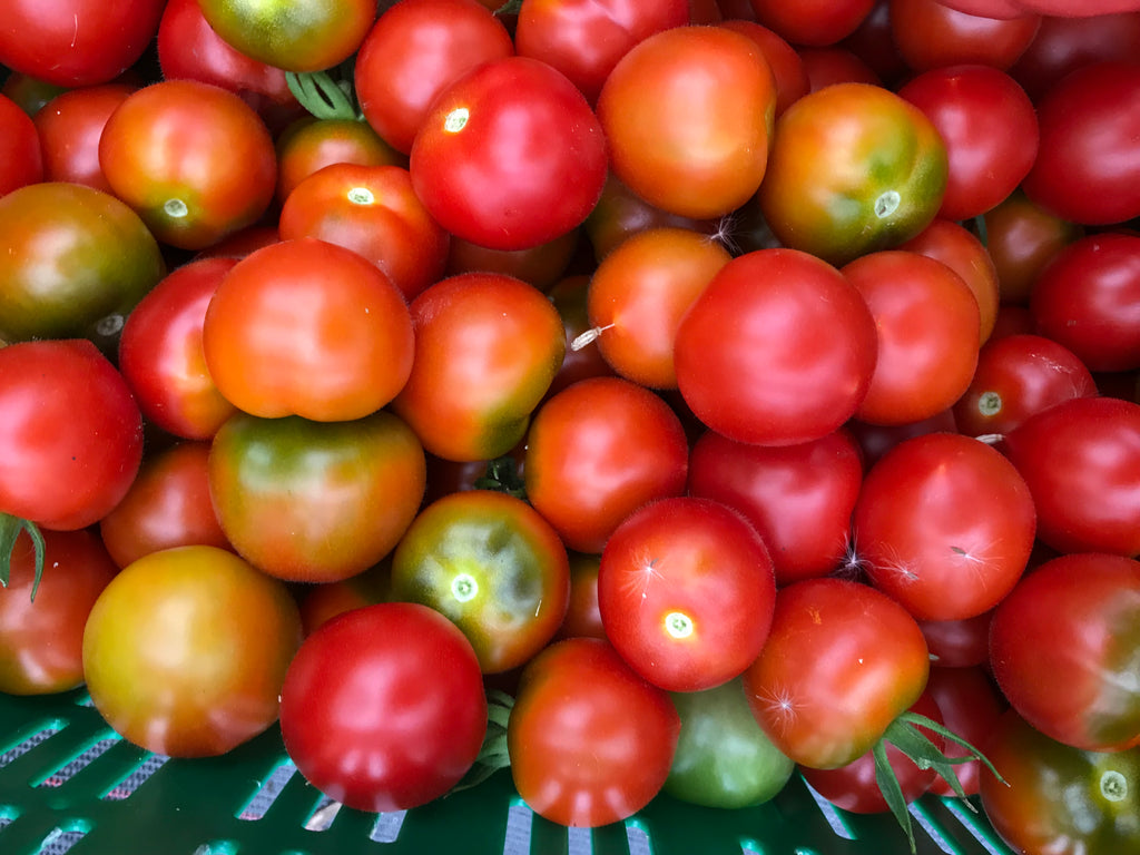 Tomate Matina