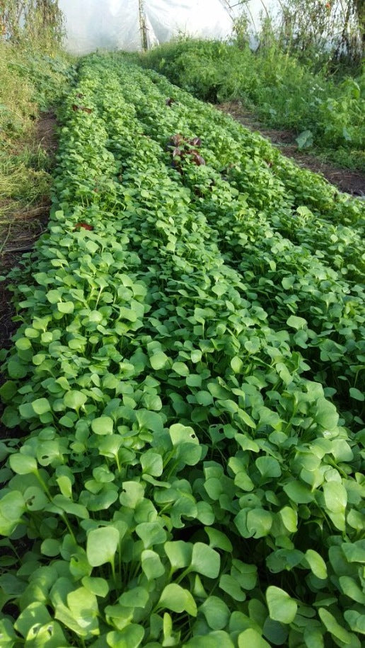 Postelein, 500g