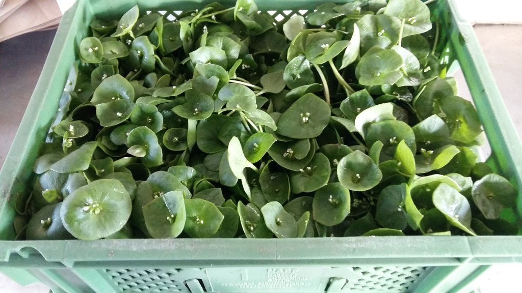 Postelein 500g, lose in Kiste