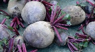 Rote Bete "Gesche", samenfest