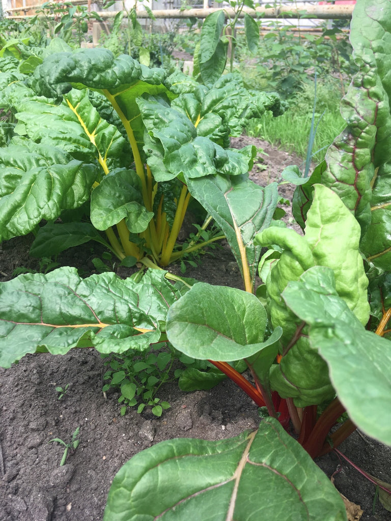 Mangold, 1 kg
