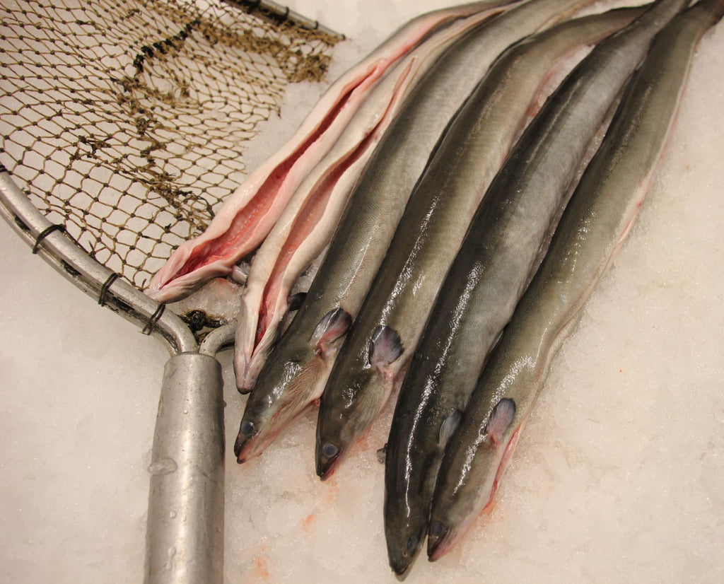 Aal frisch, ausgenommen mit Kopf