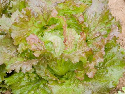 Tarengo, Bataviasalat