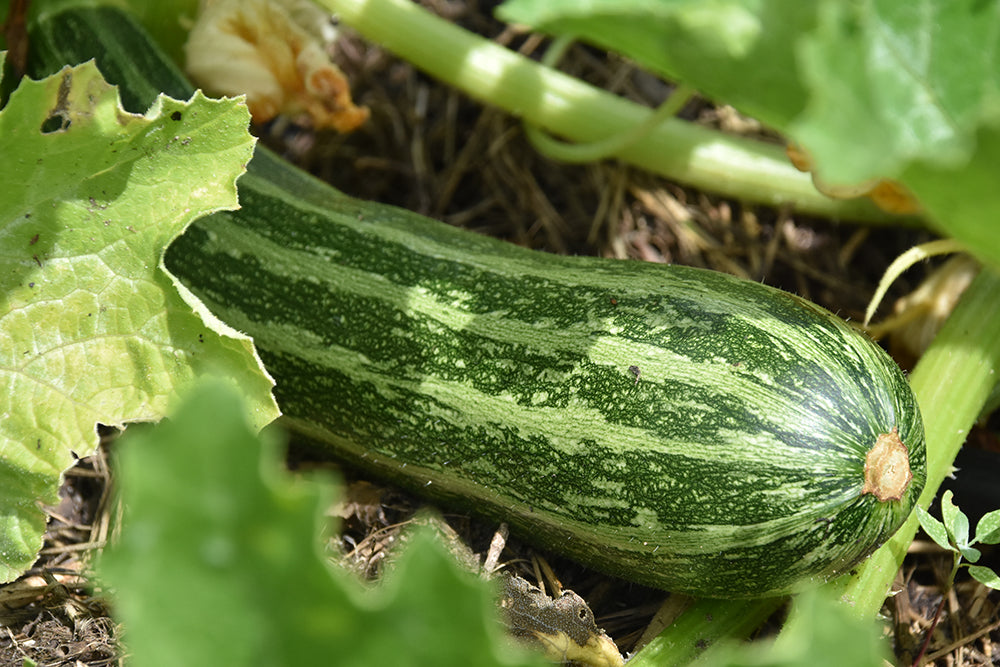 Zuchini Albarello, Zuchini Cocozelle von Tripolis