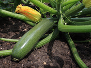Zucchini Blüten