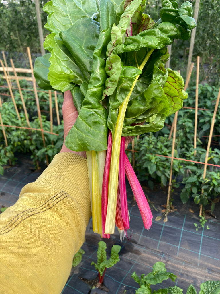 Mangold Rainbow-5bd.