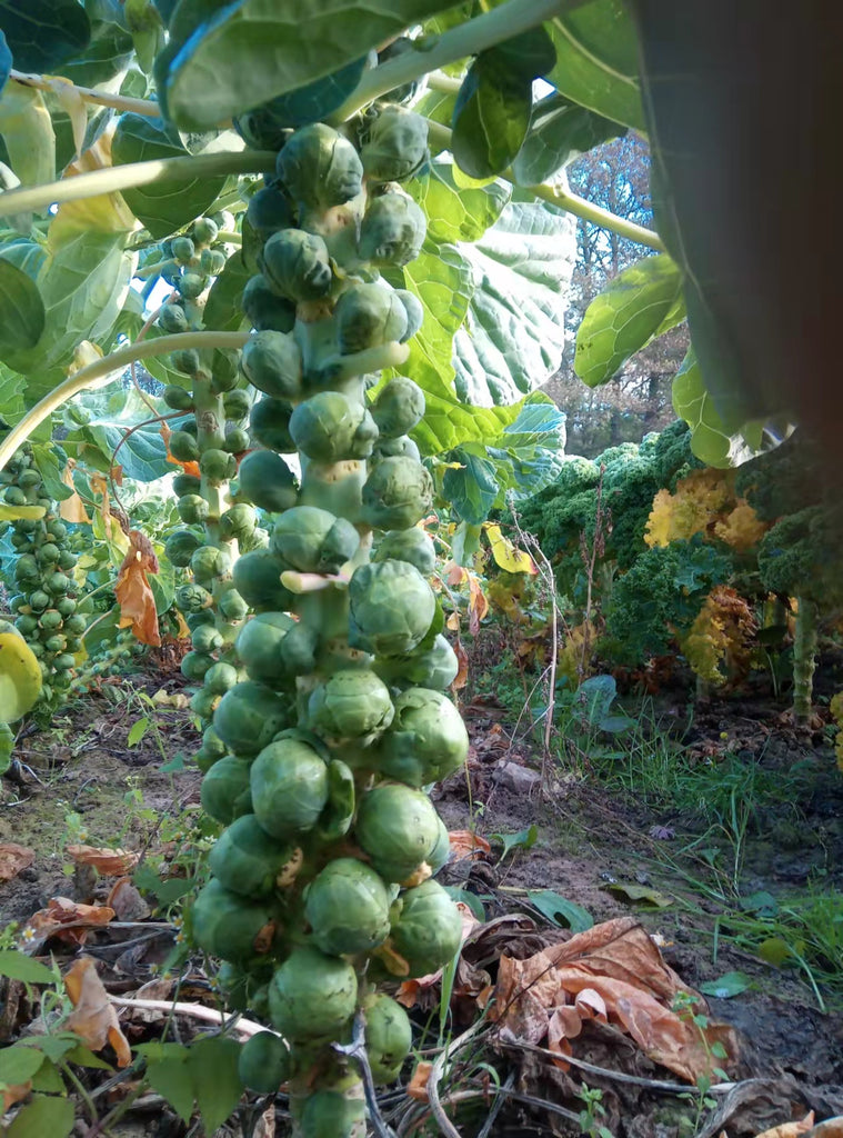 Rosenkohl 1,0 kg