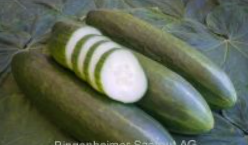 Schmorgurken Persika