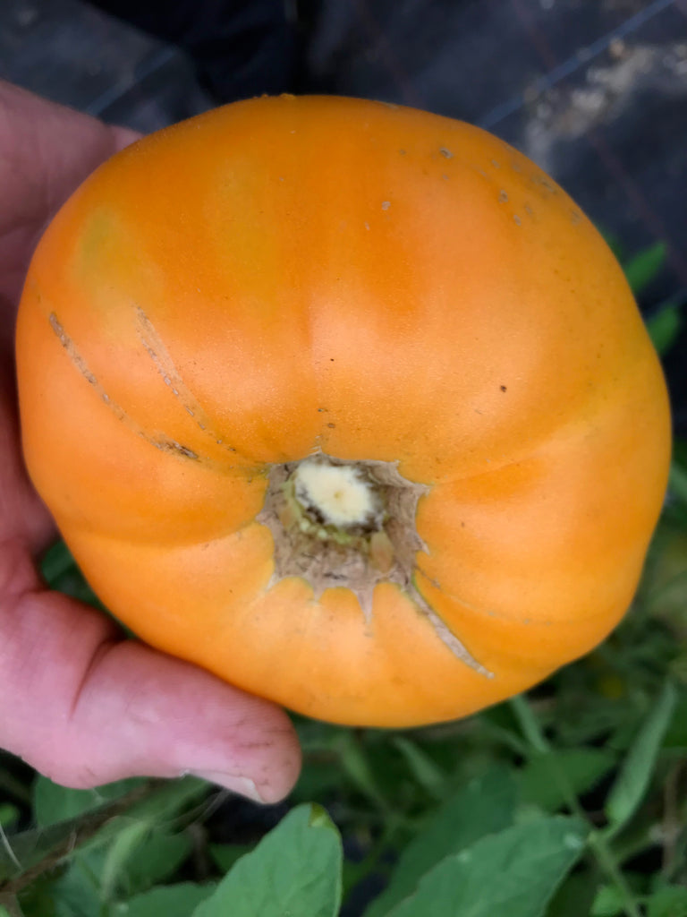 Tomate Ochsenherz orange