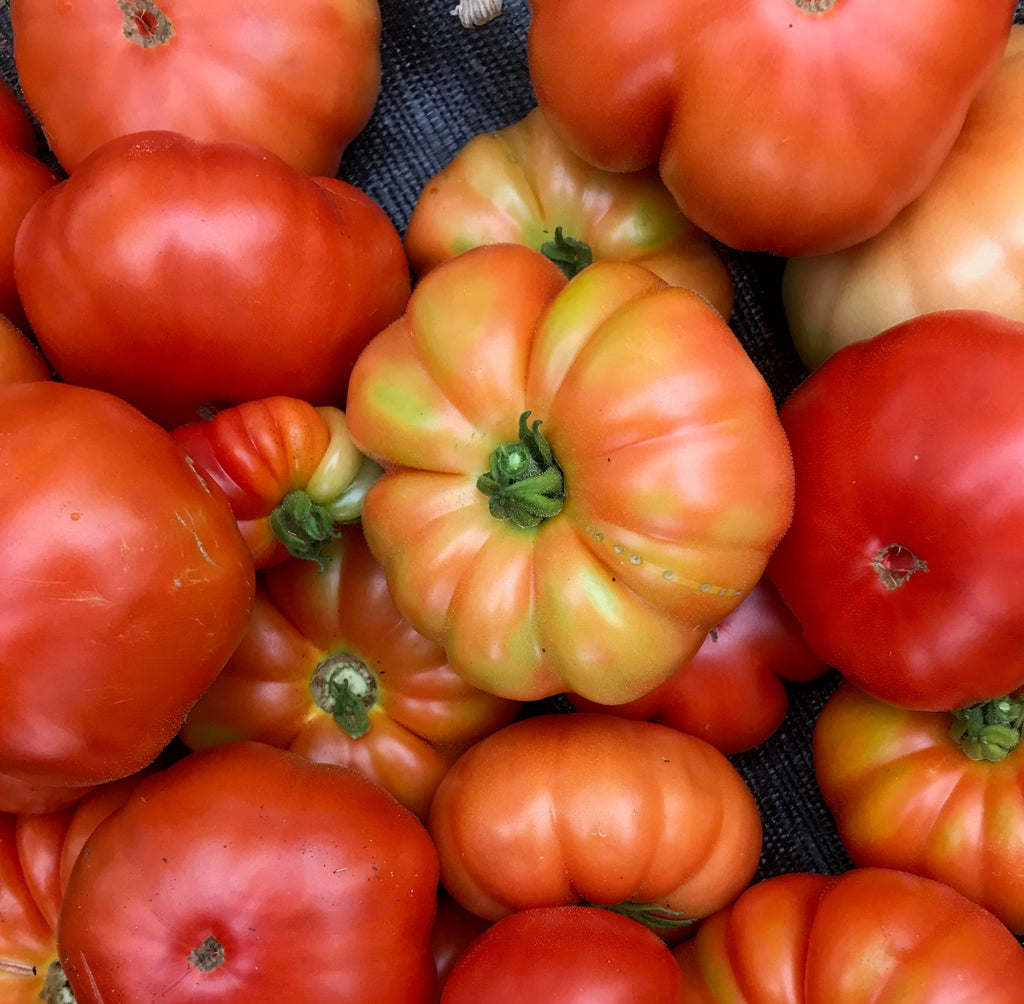 Tomate Marmande