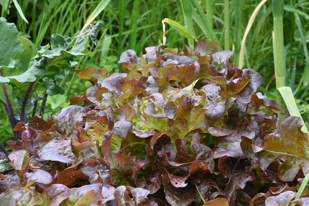 Rubinette Eichblattsalat