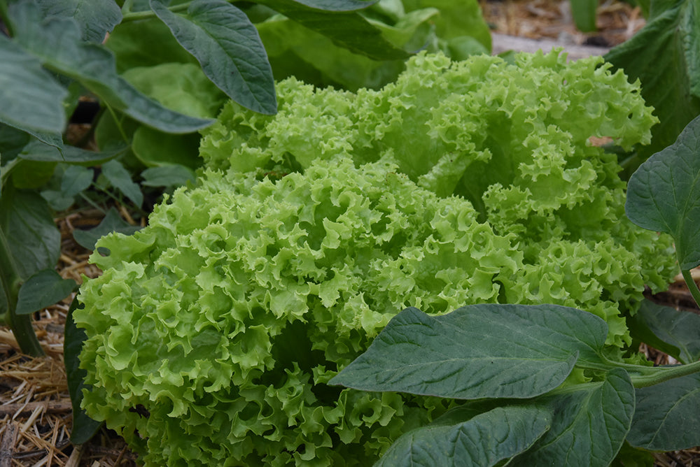 Lollosalat Lollo Bionda